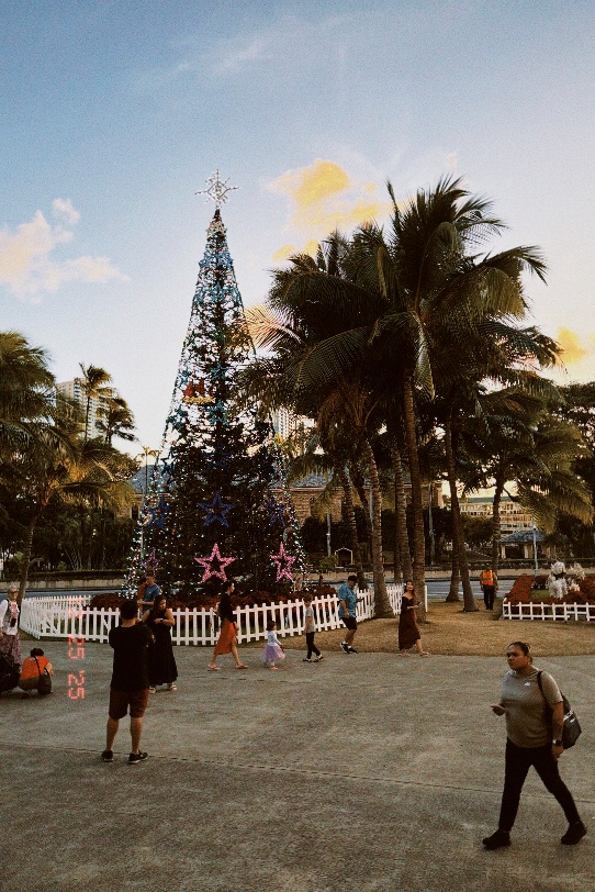 야자수에 전구로 장식이 되어 있다