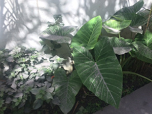 곳곳에 쌓인 화산재