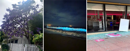 [좌측: Jacaranda Tree, Bioluminescence 우측: 집앞 핸드폰 상점 Looting]