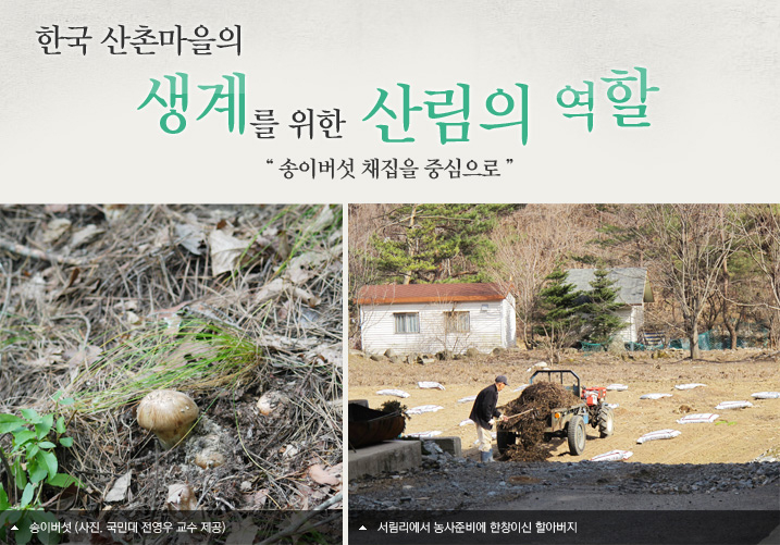 한국 산촌마을의 생계를 위한 산림의 역할, 송이버섯 채집을 중심으로  송이버섯 (사진. 국민대 전영우 교수 제공)  서림리에서 농사준비에 한창이신 할아버지