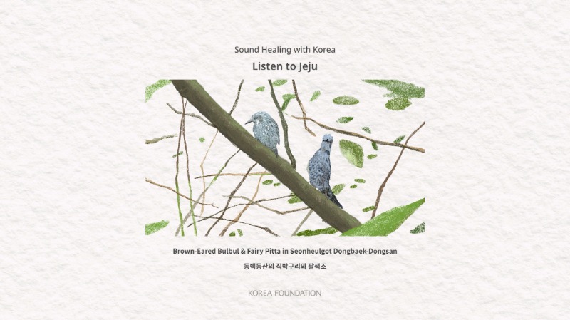 Sound Healing with Korea-Listen to Jeju Brown-Eared Bulbul Pittain Seonheulgot Dongbaek-Dongsan 동백동산의 직박구리와 팔색조 KOREA FOUNDATION